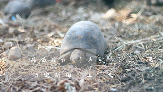 欠信用卡會(huì)上門走訪嗎（交通信用卡逾期起訴上門走訪）