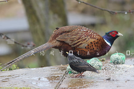 欠信用卡會(huì)傳票