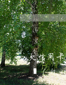 欠信用卡會(huì)影響后代-欠信用卡會(huì)影響后代政審嗎