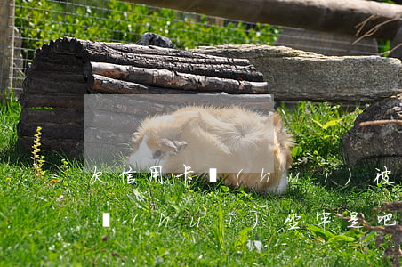 欠信用卡會(huì)被坐牢嗎（信用卡逾期會(huì)坐牢是吧）