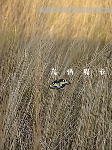 欠信用卡會判幾年牢-欠信用卡會被判幾年