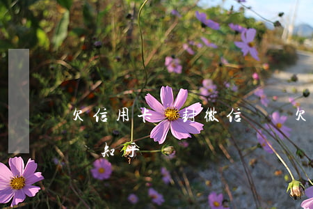 欠信用卡會封微信號嗎(欠信用卡會封微信號嗎知乎)