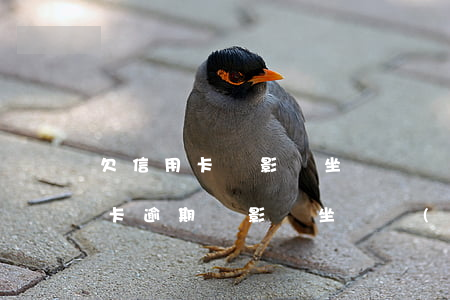 欠信用卡會影響坐動車飛機(jī)嗎（信用卡逾期會影響坐飛機(jī)高鐵么）