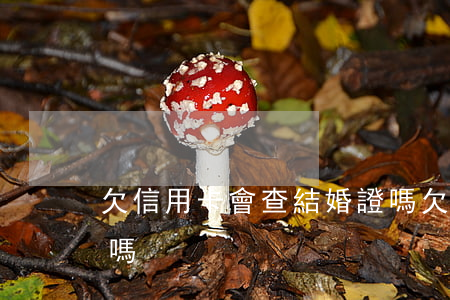 欠信用卡會查結婚證嗎(欠信用卡會查結婚證嗎)