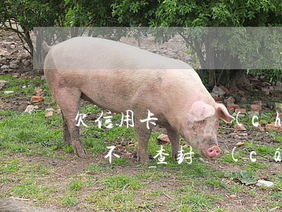 欠信用卡會資產(chǎn)保全 欠信用卡會不會查封財(cái)產(chǎn)