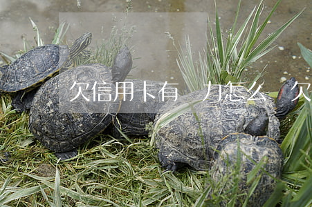 欠信用卡有壓力怎么辦(欠信用卡壓力太大說說)