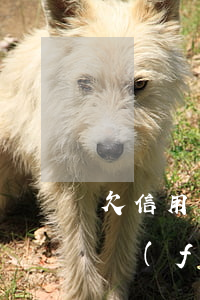 欠信用卡有負(fù)債怎么辦(欠信用卡算負(fù)債嗎)