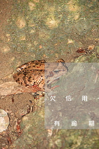 欠信用卡有逾期能移民去香港嗎-欠信用卡有逾期能移民去香港嗎知乎
