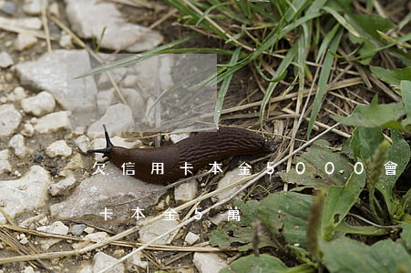 欠信用卡本金5000會坐牢嗎（你好欠信用卡本金5萬）