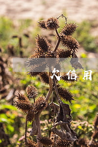 欠信用卡查父母單位