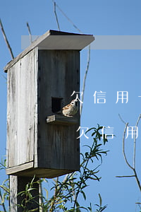 欠信用卡構(gòu)成刑事責(zé)任(欠信用卡構(gòu)成犯罪嗎)