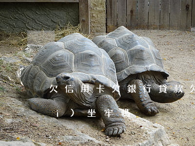 欠信用卡欠銀行貸款(欠信用卡貸款會(huì)坐牢嗎)