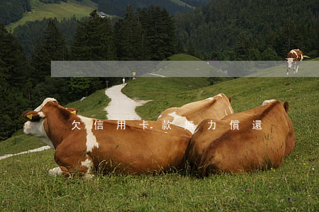 欠信用卡款無力償還