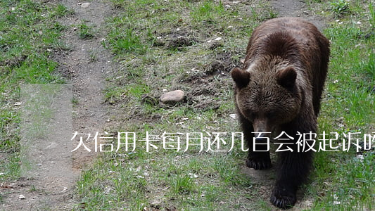 欠信用卡每月还几百会被起诉吗-