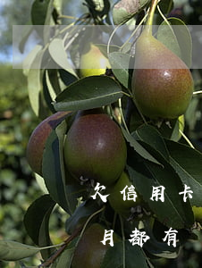 欠信用卡每月都有還款怎么處理(欠信用卡每月都有還款怎么處理)