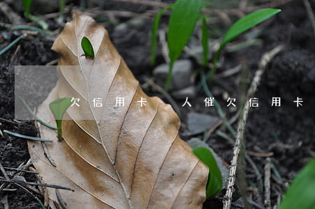 欠信用卡沒人催(欠信用卡被催收)