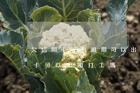 欠信用卡沒有逾期可以出國工作嗎-欠信用卡可以出國打工嗎
