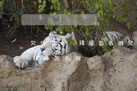 欠信用卡沒錢還怎么辦(欠銀行信用卡實在沒錢還怎么辦?)