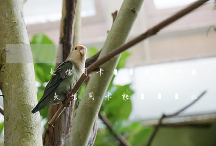 欠信用卡沒錢還能申請(qǐng)車貸嗎(欠信用卡能辦車貸么)