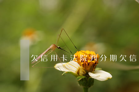 欠信用卡法院判分期(欠信用卡被法院)