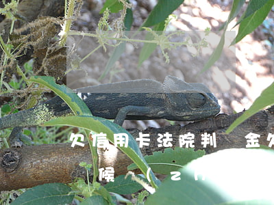 欠信用卡法院判罰金(欠信用卡被判決后什么時候執(zhí)行)