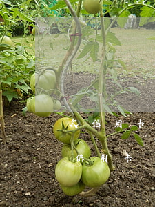 欠信用卡法院立案后多久執(zhí)行（欠信用卡執(zhí)行立案后）