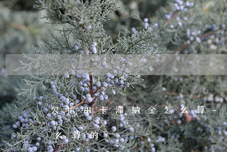 欠信用卡滯納金怎么算-欠信用卡滯納金怎么算的