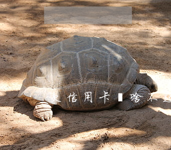 欠信用卡為啥不起訴呢