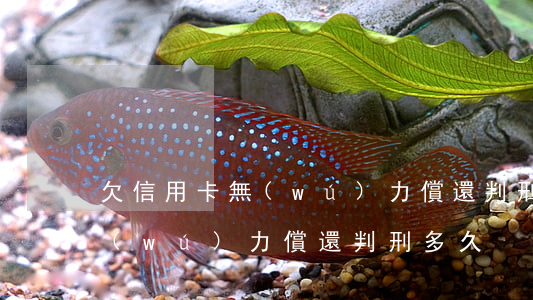 欠信用卡無(wú)力償還判刑(欠信用卡無(wú)力償還判刑多久)