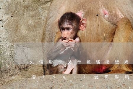 欠信用卡父母被騷擾(爸媽欠信用卡被起訴 我會(huì)受影響嗎)