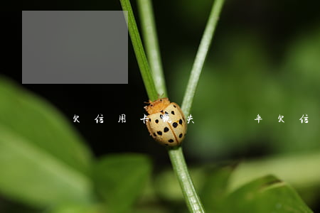 欠信用卡玩失蹤兩年(欠信用卡2年了)