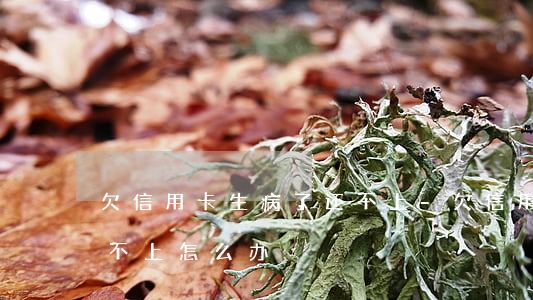 欠信用卡生病了还不上-欠信用卡生病了还不上怎么办