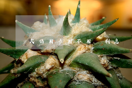 欠信用卡用不用還利息