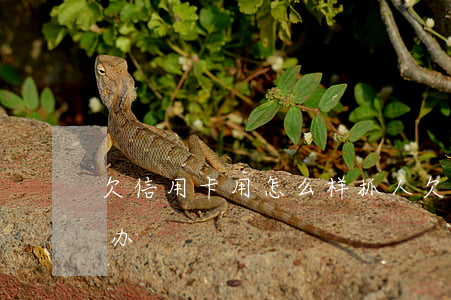欠信用卡用怎么样抓人(欠信用卡被抓了怎么办)