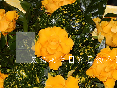 欠信用卡瘋狂購物不還錢(信用卡的錢不還)
