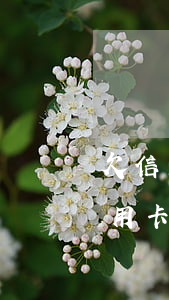 欠信用卡發(fā)律師函來了怎么辦(欠信用卡收到律師函怎么辦)
