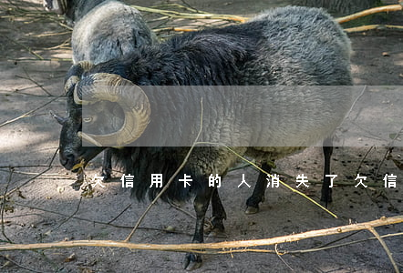 欠信用卡的人消失了(欠信用卡人死掉了)