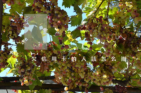 欠信用卡的人該怎么辦