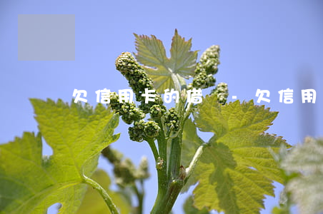 欠信用卡的借條-欠信用卡的借條有效嗎