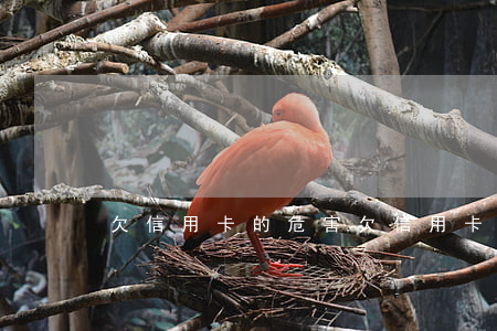 欠信用卡的危害(欠信用卡會不會影響征信)