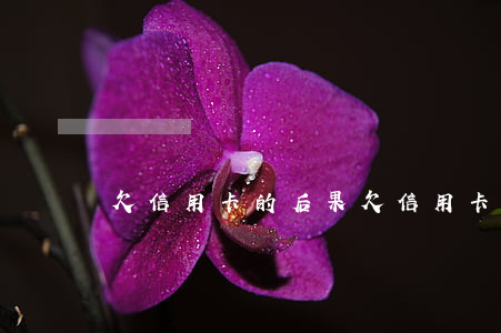 欠信用卡的后果（欠信用卡的日子真難受）