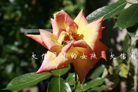 欠信用卡的女孩-欠信用卡的女孩子能娶吗