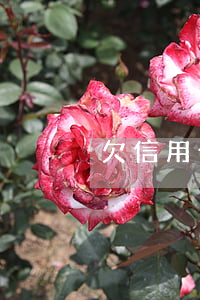 欠信用卡的存款(欠信用卡存錢在另外銀行)