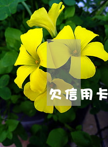 欠信用卡的悲慘(欠信用卡錢會怎樣)