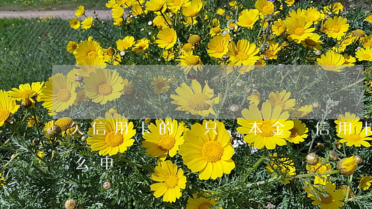 欠信用卡的錢只還本金(還信用卡只還本金怎么申請)