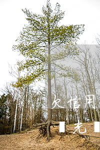 欠信用卡的錢可以只還本金嗎（信用卡逾期沒還光還本金可以嗎）