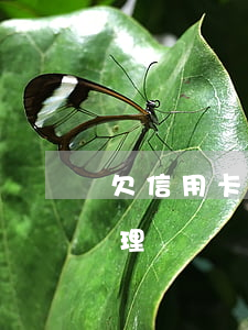 欠信用卡的錢可以搞車貸嗎(欠信用卡可以辦理車貸嗎)