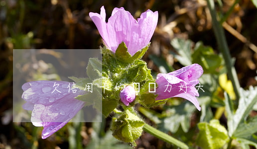 欠信用卡的錢壓力好大
