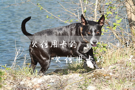 欠信用卡的錢實(shí)在還不上了怎么辦-欠信用卡的錢還不起了怎么辦