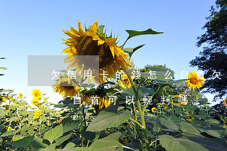 欠信用卡的錢怎么自首 欠信用卡的錢沒有還,去自首可以輕判嗎?